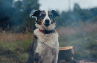 MotoCamp Wales -Camping Pods - Foto 34