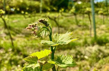Apartamenty i Winnica - Siedlisko Na Polanie - Foto 54