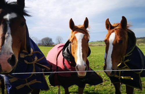 Glen Bay - 2 Bed Lodge on Friendly Farm Stay with Private Hot Tub - Foto 22