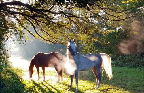 Sunshine Westernranch - Foto 6