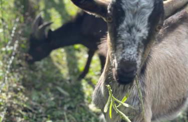 Gîte Charme et Détente, Sauna, Spa,étang et Terrasse Privée - Foto 10