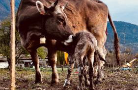 Agriturismo La Betulla - Photo 29