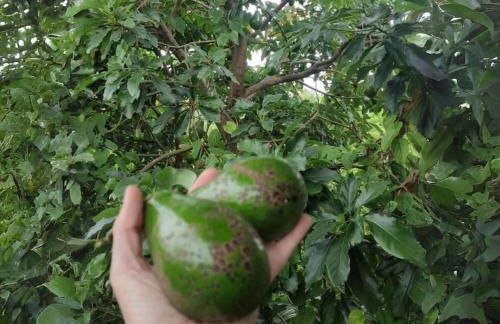 Rosatrip Surf Bungalows - Foto 18