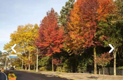 Flores da Montanha - Foto 63