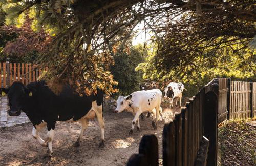 Dymnica 5- dom wakacyjny blisko Sasina i Łeby - Foto 45