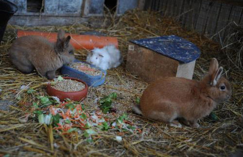 Bauernhof Koehlbrandt - Foto 50