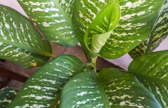 Apartamentos Pipa Centro - Foto 60