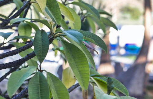 Finca Vino Tinto 5s - Foto 29