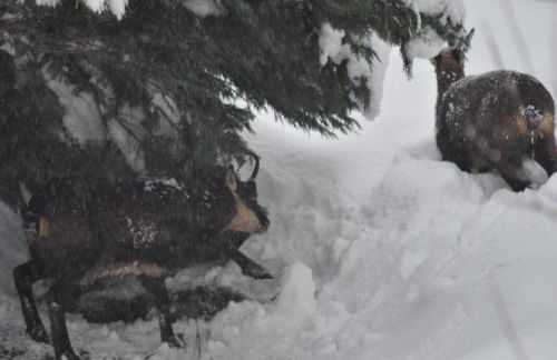 Hôtel et appart'hôtel de l'Hermitage - Foto 34