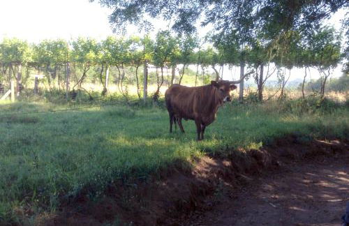 Casa da Avó - Foto 56