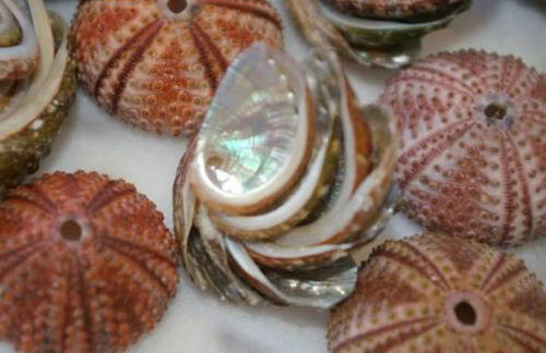 Riccio di Mare - Large and bright flat on the sea - Foto 31