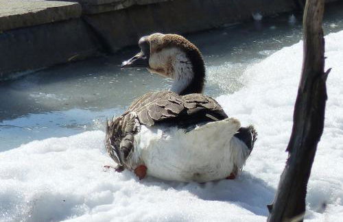 Pitznerhof - Foto 20