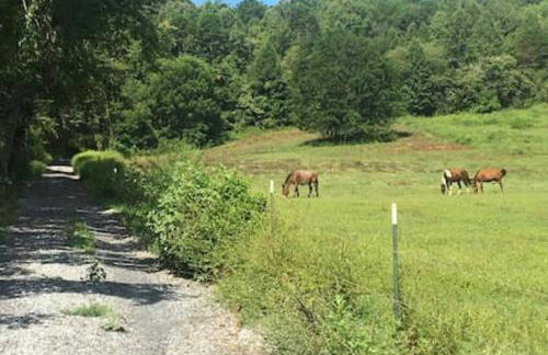 Art's Bungalow-wooded seclusion 1 mi to Deep Creek and Bryson City - Foto 33