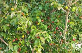 Chácara Bertelli - Foto 49