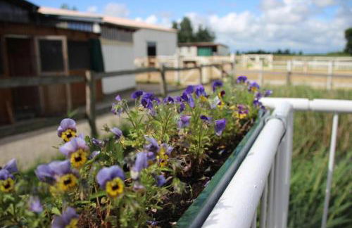 Reiterhof an der Nordsee - Foto 10