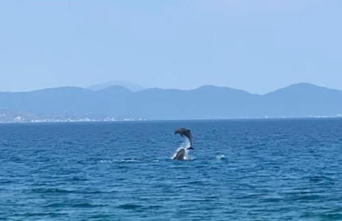 Beachfront cottage house in olive grove - Foto 16