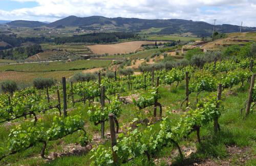 Quinta Soutelinho - Foto 66