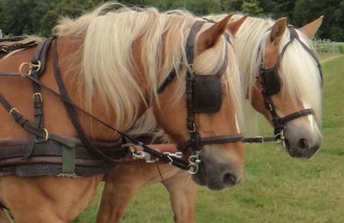 Maison Charentaise avec Cheminée, Jardin et Animaux acceptés - FR-1-653-221 - Foto 27