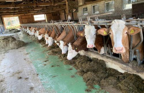 Schwaigerhof - Foto 9