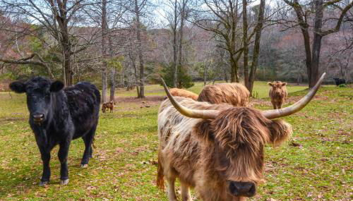 Clarkesville Rustic Hideaway on 38-Acre Farm! - Foto 2