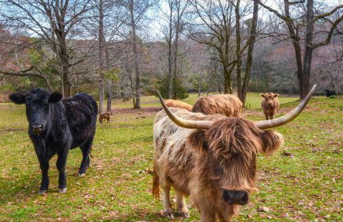 Clarkesville Rustic Hideaway on 38-Acre Farm! - Foto 2