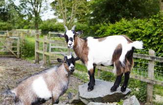 Restaries at Paradise Farm - Foto 29