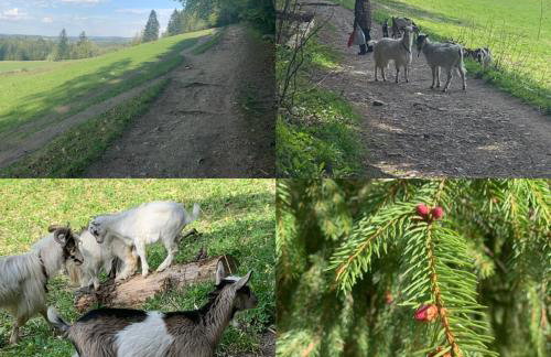 Apartament Poleczka Zakopane Kościelisko - Foto 32