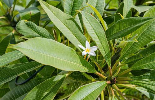 Villa Infinityviews Madeira - Photo 35
