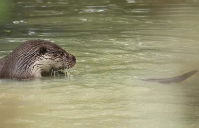 The Old Mill Cottage - Foto 78