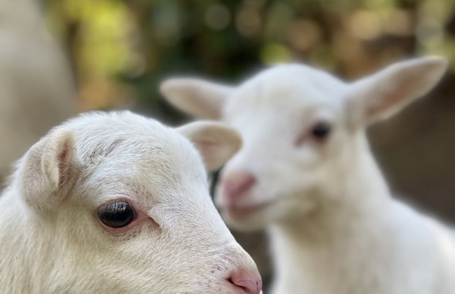 HACIENDA ILUMINADA ECO RETREAT - Foto 19