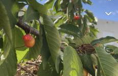 Villa La caroline 2 - Foto 3