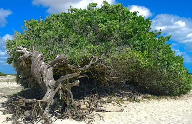 Jericoacoara Private Off-Road Buggy Tour - Photo 6