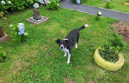 Alojamento Raminho dos Açores - Photo 48