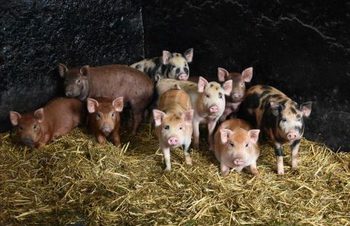 Landhaus am Bauernhof im Ostseeland - Foto 29