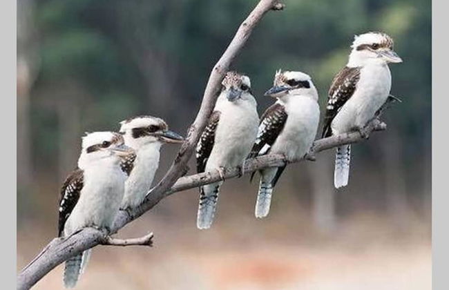 Kookaburra Retreat - Foto 29