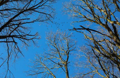 Ferienhaus Caputh - Foto 9