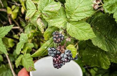 Paradiso Rusinowo - Foto 27