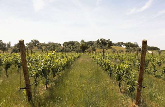 Quinta da Amendoeira - The Farmhouse - Photo 39