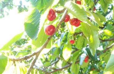 l esquisse - Foto 17