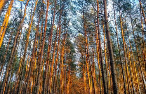 Masuria Warsaw Family - dom na wyłączność - w lesie i przy rzece - 15 min od Warszawy - idealny dla rodzin z dziećmi - Foto 54