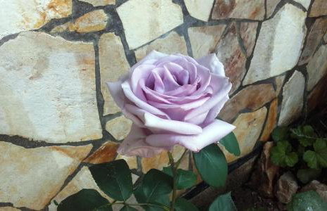 Apartments Dvorski - Photo 20