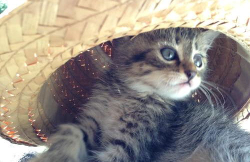 Paglia&Fieno - Photo 65