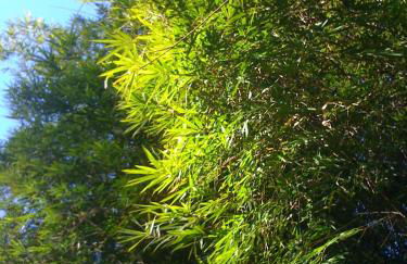 Casa Crudo, PRIVACIDADE NA MATA ATLÂNTICA, piscina, trilhas e descanso - Foto 71