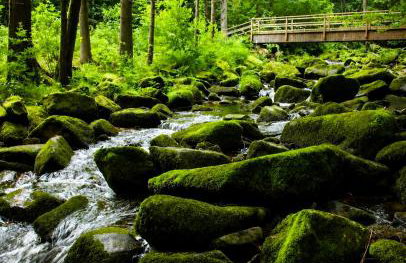 Dein Platz am See-Kamin, Wald & Garten - Photo 38