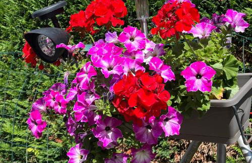 LE RAYON DE SOLEIL - Foto 19