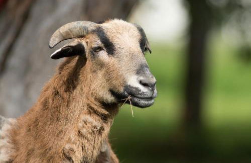 Ferienwohnung Schwalbennest - Foto 18