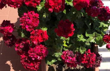 Appartamento L'Ulivo - Foto 29