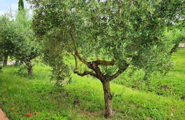 la casa di simone - Foto 29