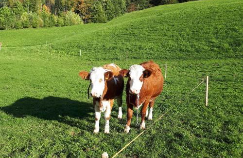 Gästehaus Pfnürlehen - Foto 7