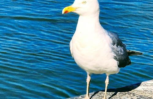 MOBILHOME du Marais EN BAIE DE SOMME - Foto 19